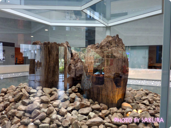 島根県立古代出雲歴史博物館　展示「出雲大社 巨大本殿の柱」